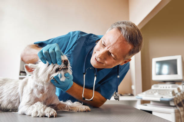  Tanglewilde, WA Emergency Dentist Pros